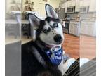 Siberian Husky DOG FOR ADOPTION RGADN-1270182 - *SABLE - Siberian Husky (medium