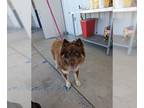 Mix DOG FOR ADOPTION RGADN-1270187 - *KINGSTON - Husky (medium coat) Dog For