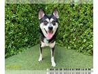 Mix DOG FOR ADOPTION RGADN-1270212 - FOXXY - Husky (medium coat) Dog For