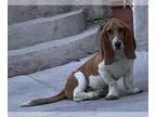 Basset Hound DOG FOR ADOPTION RGADN-1270228 - Cleo - Basset Hound Dog For
