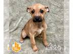 German Shepherd Dog Mix DOG FOR ADOPTION RGADN-1270235 - CATERPILLAR - German