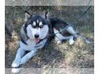 Siberian Husky Mix DOG FOR ADOPTION RGADN-1270259 - Franki - Siberian Husky /