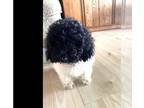 Poodle (Toy) DOG FOR ADOPTION RGADN-1270265 - Ferbs - Poodle (Toy) Dog For