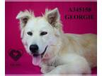 Anatolian Shepherd Mix DOG FOR ADOPTION RGADN-1270270 - GEORGIE - Anatolian