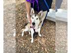 Siberian Husky DOG FOR ADOPTION RGADN-1270283 - GEORGIE - Siberian Husky (medium