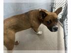 Australian Cattle Dog Mix DOG FOR ADOPTION RGADN-1270307 - (RESCUE ONLY) -