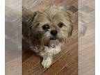 Lhasa Apso DOG FOR ADOPTION RGADN-1270317 - Pookie - Lhasa Apso Dog For Adoption