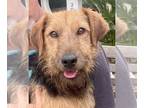 Airedale Terrier Mix DOG FOR ADOPTION RGADN-1270318 - Jagger - Airedale Terrier