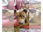 American Pit Bull Terrier Mix DOG FOR ADOPTION RGADN-1270332 - ZEUS- DOG CAT AND