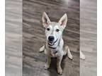 Mix DOG FOR ADOPTION RGADN-1270339 - Sky - Husky (medium coat) Dog For