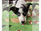 Border Collie-Siberian Husky Mix DOG FOR ADOPTION RGADN-1270341 - Mable - Border