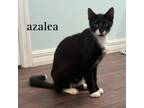 Adopt Azalea a Domestic Short Hair