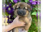 Golden Retriever Mix DOG FOR ADOPTION RGADN-1270349 - Melody Pup - Ditty -