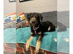 Airedale Terrier Mix DOG FOR ADOPTION RGADN-1270353 - Tristan - Airedale Terrier