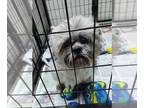 Shih Tzu DOG FOR ADOPTION RGADN-1270355 - Koby - Shih Tzu Dog For Adoption