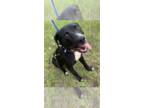 Labrador Retriever Mix DOG FOR ADOPTION RGADN-1270360 - Trevor - Terrier /