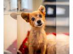 Pomeranian Mix DOG FOR ADOPTION RGADN-1270376 - Hall - Bonded with Oates -