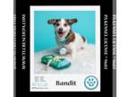Parson Russell Terrier Mix DOG FOR ADOPTION RGADN-1270384 - Bandit 050424 -