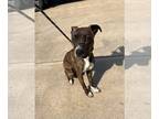 Bullboxer Pit DOG FOR ADOPTION RGADN-1270389 - Polly - Pit Bull Terrier / Boxer