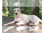 Greyhound DOG FOR ADOPTION RGADN-1270392 - Sparkle - Greyhound / Labrador