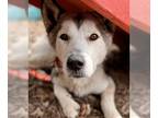 Mix DOG FOR ADOPTION RGADN-1270394 - Sammy - Husky / Terrier Dog For Adoption
