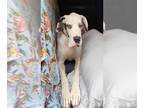 Great Dane Mix DOG FOR ADOPTION RGADN-1270395 - Athena - Great Dane / Mixed Dog