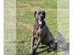 Great Dane Mix DOG FOR ADOPTION RGADN-1270396 - Opal - Great Dane / Mixed Dog