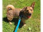 Papshund DOG FOR ADOPTION RGADN-1270429 - Chewbacca - Dachshund / Papillon /
