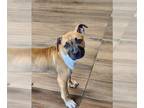 Boxer Mix DOG FOR ADOPTION RGADN-1270458 - Brutus - Boxer / Mixed (short coat)