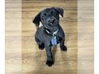 Huskies -Labrador Retriever Mix DOG FOR ADOPTION RGADN-1270466 - VENUS -