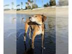 Labrador Retriever DOG FOR ADOPTION RGADN-1270469 - Kam (GA) - Labrador