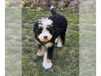 Bernese Mountain Dog DOG FOR ADOPTION RGADN-1270470 - Molly - Bernese Mountain