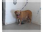 Golden Retriever DOG FOR ADOPTION RGADN-1270484 - QUEENIE - Golden Retriever
