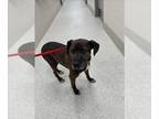 Labrador Retriever Mix DOG FOR ADOPTION RGADN-1270502 - MOSES - Labrador