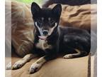 Shiba Inu DOG FOR ADOPTION RGADN-1270506 - Chloe - Shiba Inu (short coat) Dog