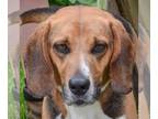 Beagle DOG FOR ADOPTION RGADN-1270521 - Archie - Beagle (short coat) Dog For