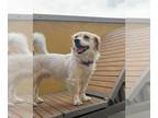 Dachshund Mix DOG FOR ADOPTION RGADN-1270532 - ROSCOE - Dachshund / Mixed