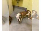 Boxer Mix DOG FOR ADOPTION RGADN-1270538 - *DEBBIE - Boxer / Mixed (short coat)