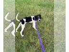 American Foxhound Mix DOG FOR ADOPTION RGADN-1270542 - *BOBBY - American