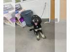 Labradoodle DOG FOR ADOPTION RGADN-1270545 - *AMADU - Labrador Retriever /