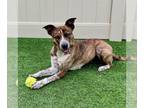 Boxer Mix DOG FOR ADOPTION RGADN-1270555 - *MELODY - Australian Cattle Dog/Blue