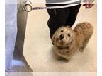 Golden Retriever DOG FOR ADOPTION RGADN-1270600 - Dog - Golden Retriever (medium