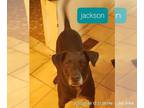 Greyhound-Labrador Retriever Mix DOG FOR ADOPTION RGADN-1270634 - XP Jackson -