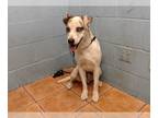 Siberian Husky Mix DOG FOR ADOPTION RGADN-1270650 - PAOLO - Terrier / Siberian