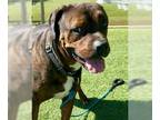 Mastiff Mix DOG FOR ADOPTION RGADN-1270653 - ZEUS - Mastiff / Mixed (medium