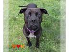 Boxador DOG FOR ADOPTION RGADN-1270657 - LUCY - Boxer / Labrador Retriever /