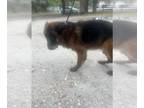 German Shepherd Dog DOG FOR ADOPTION RGADN-1270659 - UCAR - German Shepherd Dog