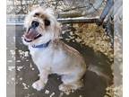 Australian Terrier Mix DOG FOR ADOPTION RGADN-1270660 - Buck - Australian