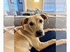 Black Mouth Cur-Labrador Retriever Mix DOG FOR ADOPTION RGADN-1270661 - Winnie -