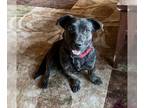 Basset Hound Mix DOG FOR ADOPTION RGADN-1270665 - Minnie - Basset Hound / Black